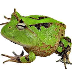 Green Surinam Horned